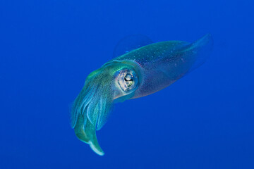 A single Caribbean reef squid watches the camera while floating in the mid water. Perfect blue tropical warm sea water is the home of this fascinating cephalopod. Squid often congregate together 