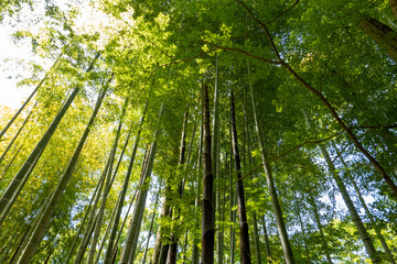 Obraz premium 竹林の小径