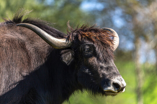 Portrait of a brown yak bull in summer outdoors, Bos mutus