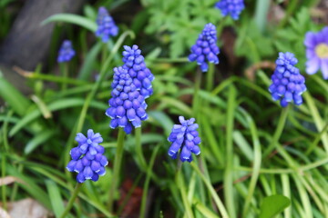 flowers in the garden