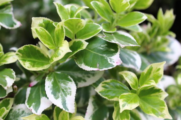 Obraz premium leaves
