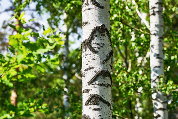 White birch tree on a sunny spring day. Birch trees in a forest