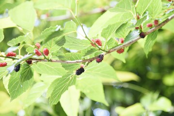 Mulberry. Moraceae deciduous shrub. Berries ripens red and black in early summer and is used for raw food and jam.