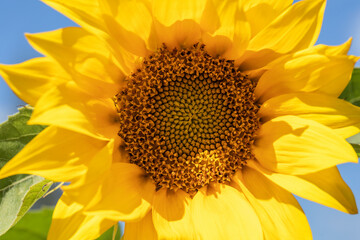 Obraz premium Beautiful yellow sunflower flower on a sunny summer day.