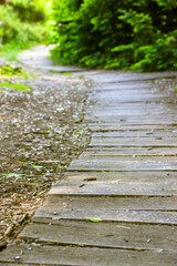 Modern wooden winding eco path, walkway goes far beyond the horizon in a botanical garden, city park, square, forest. Abstract natural green background. Beautiful trail. Summer or spring landscape.
