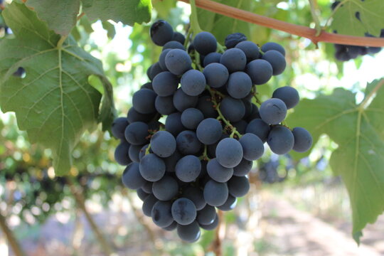 ribier variety table grapes for export