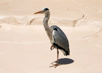 動物園で片足を上げて休憩しているアオサギ