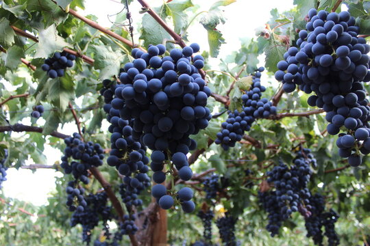 ribier variety table grapes  for export