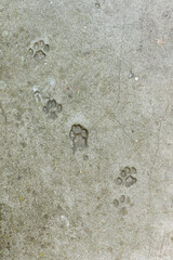 Concrete. Texture. Cat footprints. Top view