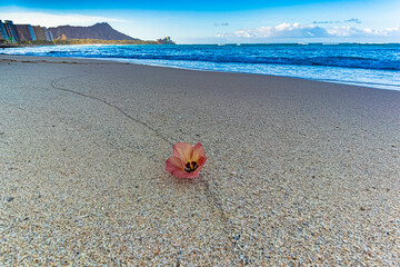 ハワイのダイヤモンドヘッドの見えるワイキキビーチに落ちた花