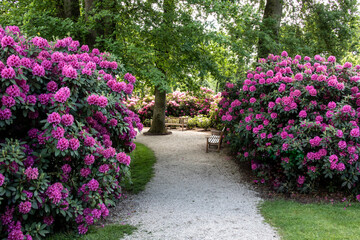 Bushes with pink rhododendron flowers in the park - obrazy, fototapety, plakaty