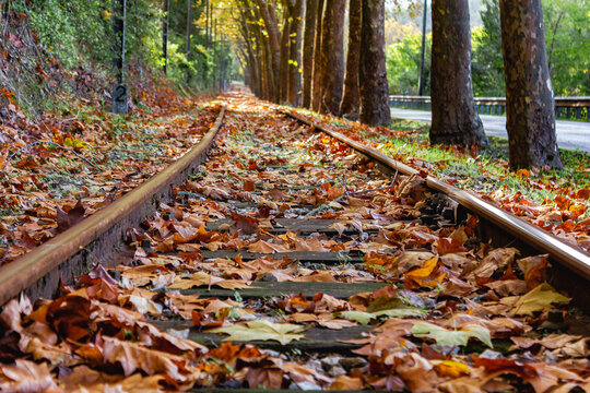 linha de comboio, paisagem, outono, viagem