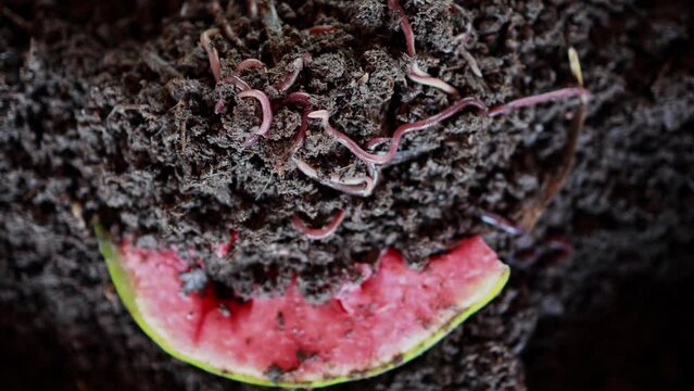 dirt and worms on a watermelon