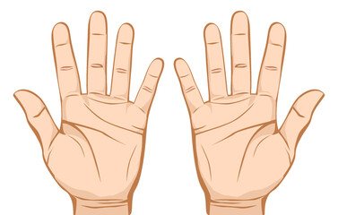 Pair hands (palm) isolated on white background.
