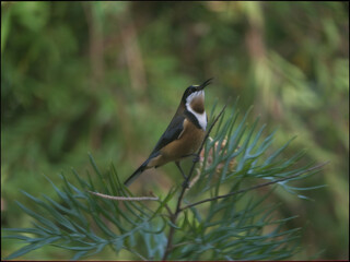  Eastern Spinebill Head Up