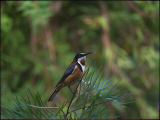  Eastern Spinebill Side