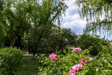 Obraz premium Spring scenery of Peony Garden in Changchun, China