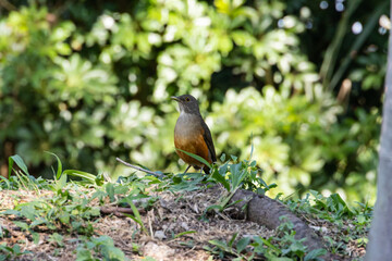 Rufous-bellied thrush bird (Turdus rufiventris) or sabia-laranjeira among the grass on the root of a tree