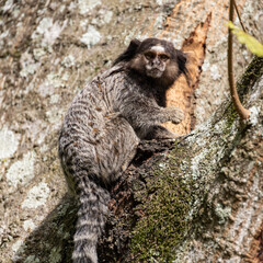 Wied’s marmoset (Callithrix kuhlii), also known as Wied’s black-tufted-ear marmoset are the smallest primate monkeys on earth