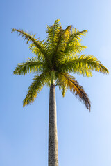 The top of a tall palm tree with green leaves against a blue sky