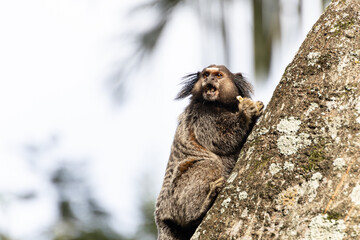Wied’s marmoset (Callithrix kuhlii), also known as Wied’s black-tufted-ear marmoset are the smallest primate monkeys on earth