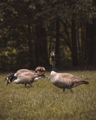 country goose family