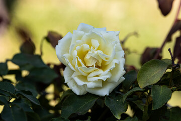 White rose flower against the background of green leaves in the park