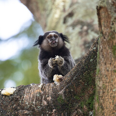 Wied's marmoset (Callithrix kuhlii), also known as Wied's black-tufted-ear marmoset eats a banana. These are the smallest primate monkeys on earth