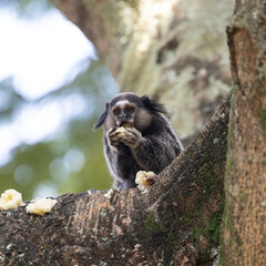 Naklejka premium Wied's marmoset (Callithrix kuhlii), also known as Wied's black-tufted-ear marmoset eats a banana. These are the smallest primate monkeys on earth