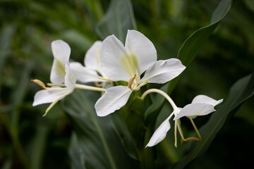 Flowers of Hedychium coronarium plant, the white garland-lily or white ginger lily or butterfly lily, fragrant garland flower, Indian garland flower, white butterfly ginger lily or white ginger