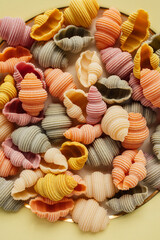 dry Sea Conch Shells 