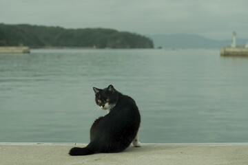 Cat living in Nitoda port, Tashirojima island