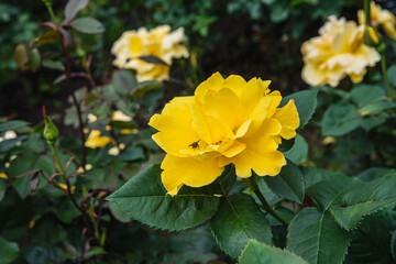 薔薇園の薔薇たち