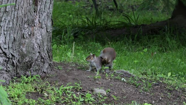 adorable grey squirrels playfully rolling around on overcast spring day in northern New Jersey