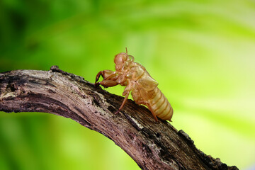 Cicada molting in tropical forest during summer season. Selective focus with copy space