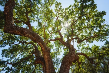 Gardinen Majestic green oak tree on a meadow, and shining sun © Hanna Tor