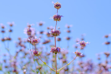 Cleveland Sage, Salvia clevelandii, beautiful, highly aromatic species of sage, native to the California, close-up with clear blue sky