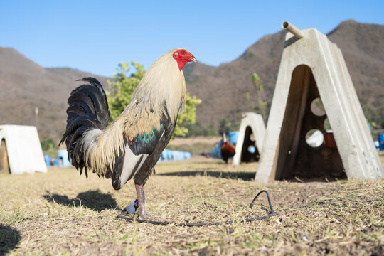 El gallo est&aacute; junto a su tipo en su gallera. 
