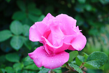 バラ　ザマッカートニーローズ