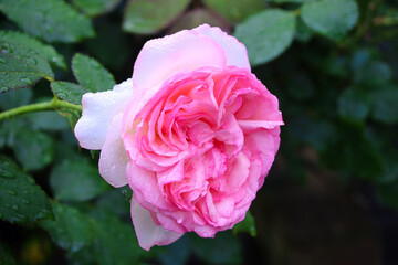 バラ　ピエールドゥロンサール