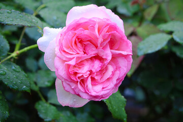 バラ　ピエールドゥロンサール