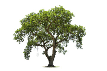 Tree isolated on white background high resolution for graphic decoration, suitable for both web and...