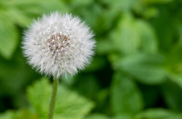 Beautiful dandelion in the spring