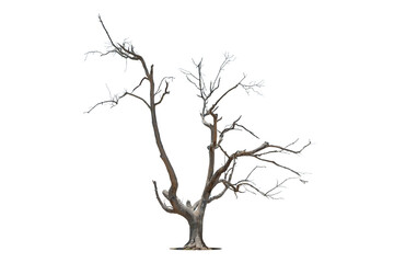Obraz premium Death tree isolated on white background with clipping path