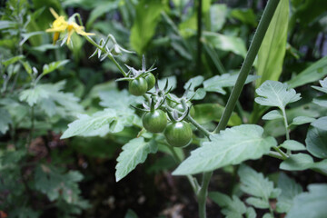 家庭菜園のプチトマト（緑）