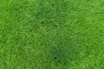 Green field landscape, Background of a green grass, Green grass texture.