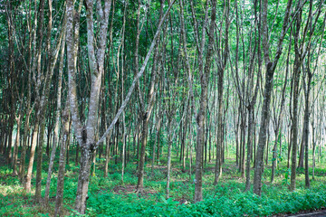 Rubber tree in a row on the plantation	
