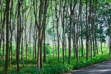 Rubber tree in a row on the plantation	
