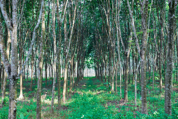 Rubber tree in a row on the plantation	
