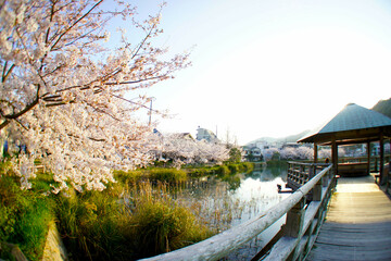 Fototapeta na wymiar 須磨寺公園の桜